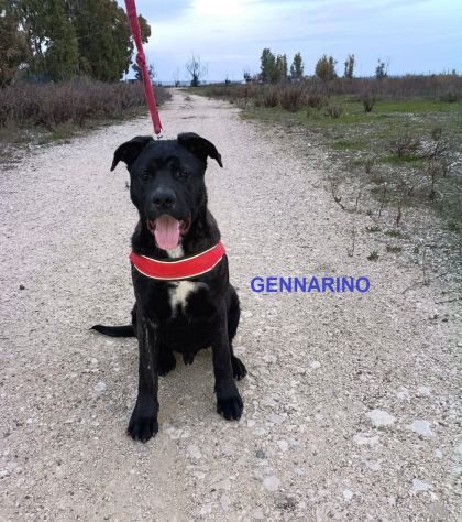 GENNY E GENNARINO, 9 MESI CERCANO URGENTE UNA CASA! - Foto 2
