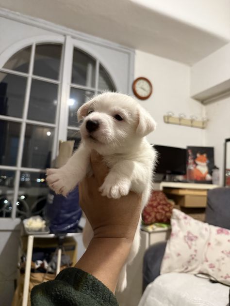 Cuccioli di jack Russell - Foto 6