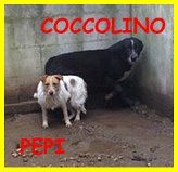 CAGNOLINI SPLENDIDI DA TROPPO IN CANILE CERCANO CASA - Foto 4