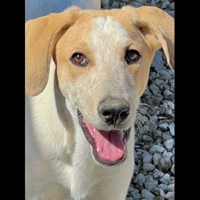 CAROTINO delizioso cucciolo in adozione taglia media