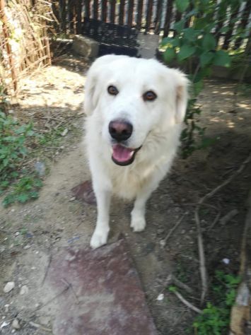BLANCO E ZEUS, dolcissimi cani - Foto 3