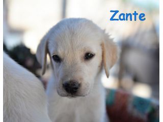 Quattro cuccioli incrocio labrador in adozione