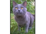 STALLONE. GATTO CERTOSINO