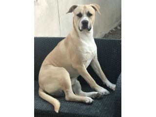 Tyson Rinuncia di proprietà
