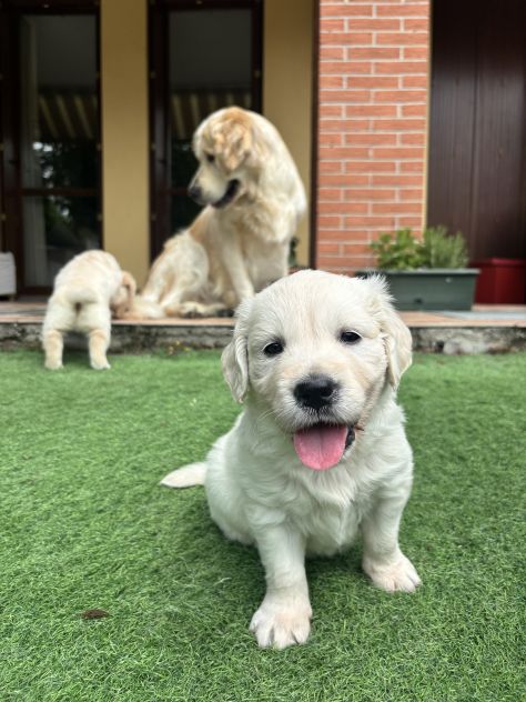 Cuccioli Golden Retriever
