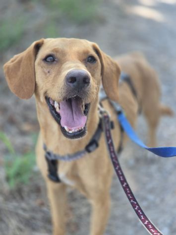 Flocky: 2 anni, taglia contenuta, socievole - Foto 2