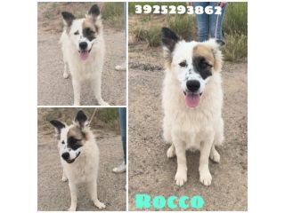 ROCCO un dolcissimo cagnolino in adozione cerca la sua famiglia per sempre