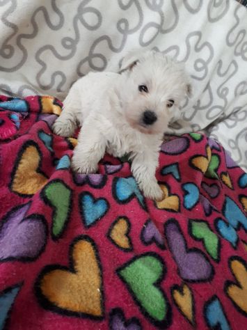 Cuccioli razza Maltese in offerta - Foto 7