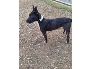 Adozione Diana simil Pitbull