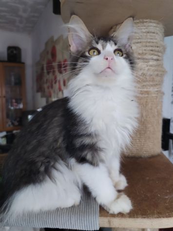 Gattini maine coon - Foto 3