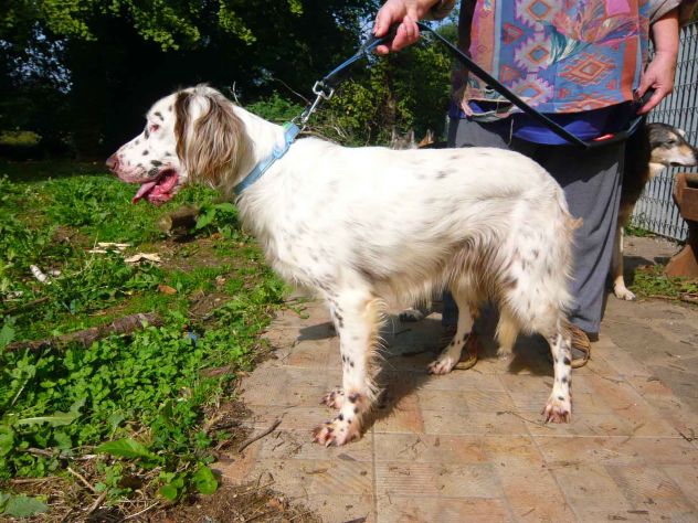 ARTU', fantastico setter inglese - Foto 4
