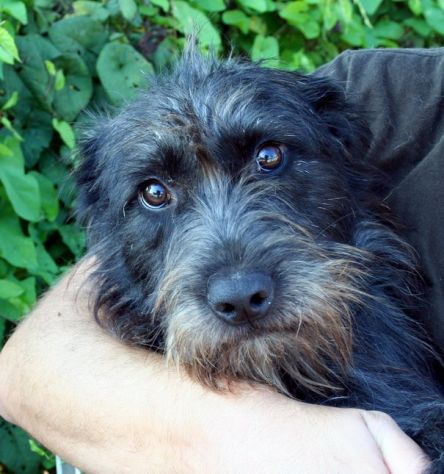 Dolcissimi cagnolini taglia piccola e media - Foto 7