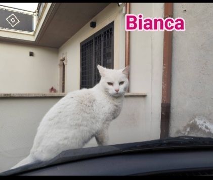 Micia Bianca adulta mollata mesi fa SOS ROMA - Foto 4