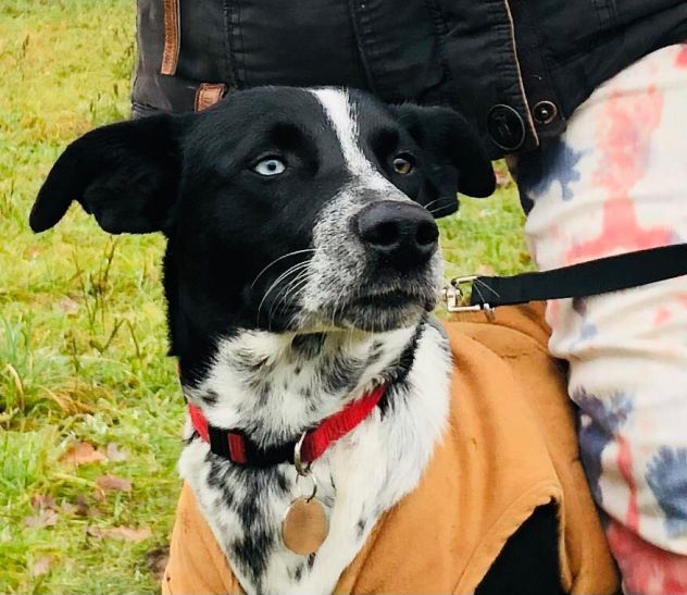 Cerco alloggio con giardino – insegnanet, 6 cani – anche soluzioni alternative - Foto 7