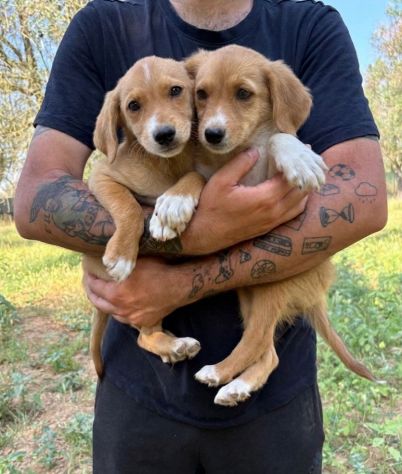 Regalo cuccioli taglia medio piccola