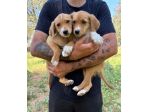 Regalo cuccioli taglia medio piccola