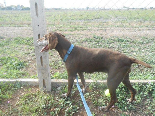 AUGUSTA, dolcissima segugia elegante e raffinata - Foto 2
