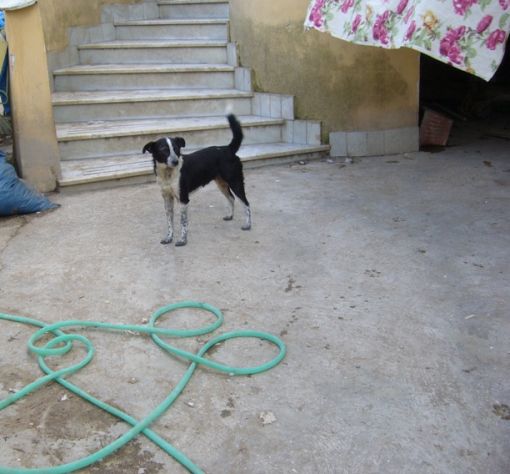 NENE', adozione del cuore - Foto 3