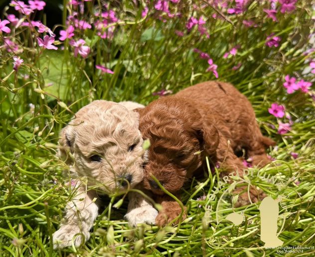 Cuccioli Barboncino Toy – Genitori Testati e Campioni - Foto 3