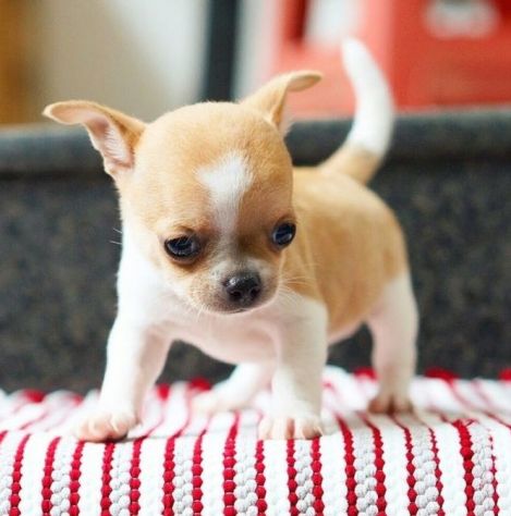 CHIHUAHUA TOY CUCCIOLI- PAGAMENTO DILAZIONATO - Foto 2