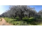 Terreno agricolo in vendita a Campiglia - Colle di Val d'Elsa 2800 mq  Rif: &hellip;