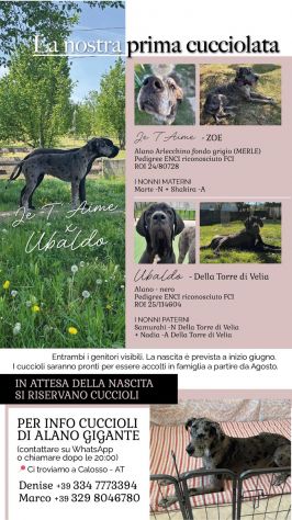Disponibili Cuccioli selezionati Alano gigante - Foto 2