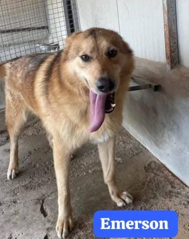 EMERSON DIMENTICATO TRA GLI INVISIBILI CANE IN ADOZIONE TG MEDIA SOCIEVOLE - Foto 3