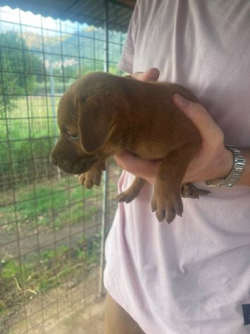 Cosimino cucciolo - Foto 2