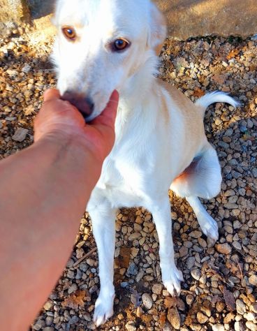 VERONIQUE UN VERO TESORO CAGNOLINA IN ADOZIONE - Foto 5