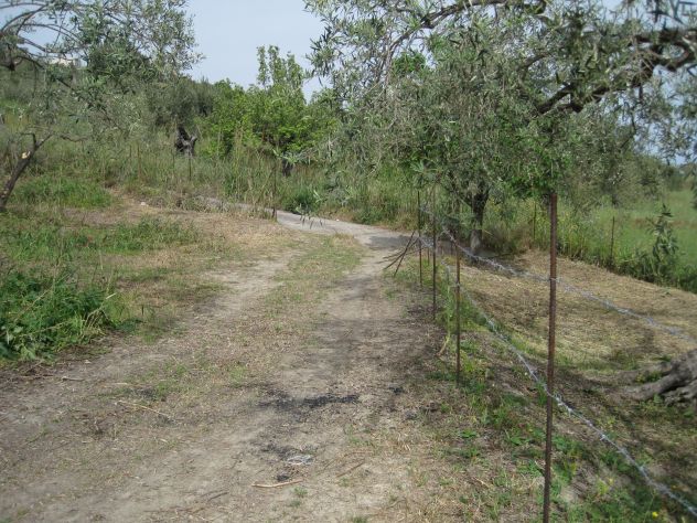 Terreno con uliveto Collesano (PA) - Foto 5