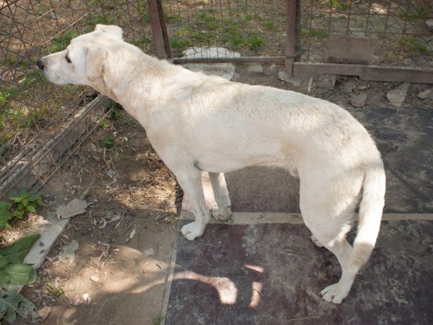 YAGO, cucciolone mix labrador - Foto 3