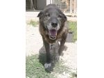 Igor per 10 anni tenuto da solo in una campagna