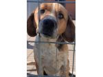 BENNY CAGNOLINO IN ADOZIONE