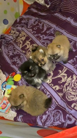 Spitz nano (Pomerania) - Foto 2