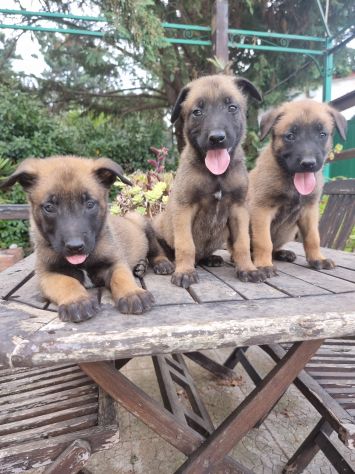 Cuccioli Allevamento Pastore Belga Malinois in Puglia Bari Lecce Taranto Foggia