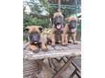 Cuccioli Allevamento Pastore Belga Malinois in Puglia Bari Lecce Taranto Foggia