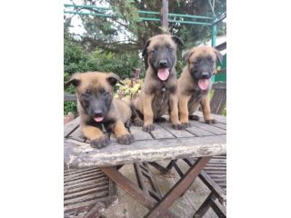 Cuccioli Allevamento Pastore Belga Malinois in Puglia Bari Lecce Taranto Foggia
