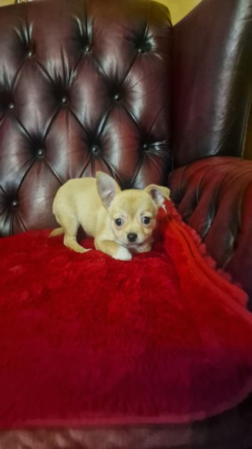 Chihuahua Maschio pelo corto - Roma - Foto 2