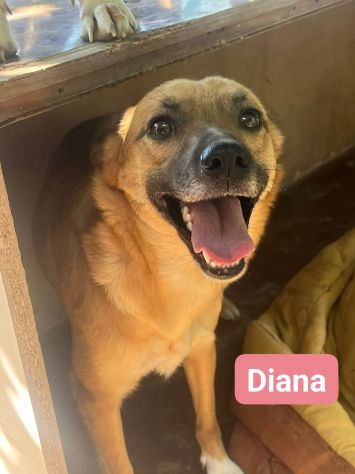 DIANA E SHILA  CAGNOLINE IN ADOZIONE - Foto 3