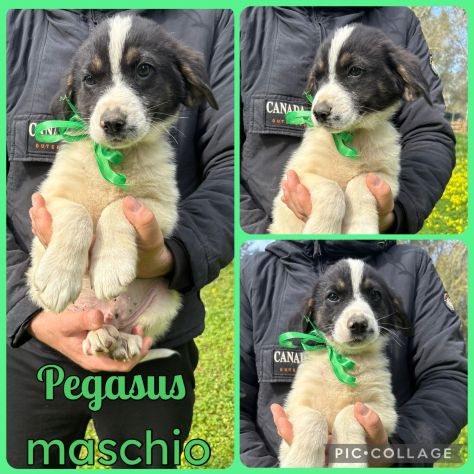 Regalo cuccioli - Foto 6