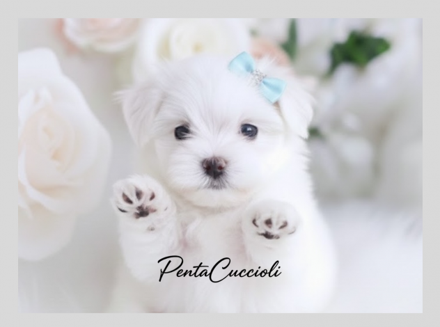 Maltese puppy - cuccioli selezionati