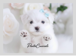 Maltese puppy - cuccioli selezionati