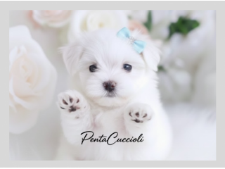 Maltese puppy - cuccioli selezionati
