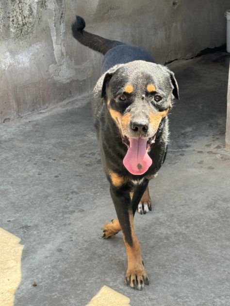 MARLEY - simil rottweiler di 13 anni - Foto 4