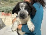 Peter cucciolo simil border collie