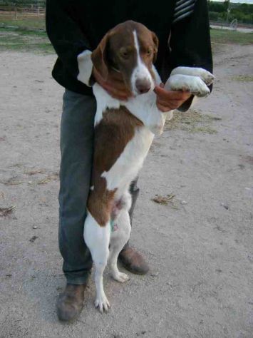 SVEVO, cane vitale e dolcissimo - Foto 4