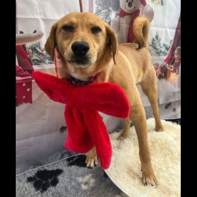 CUCCIOLI IN ADOZIONE - Foto 2