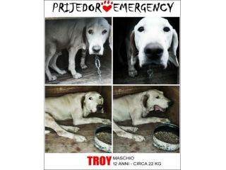 TROY, adozione del cuore