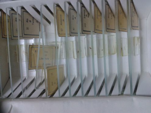 Microscopio biologico - Foto 4