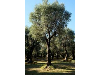 L'Albero del Taichi Qigong